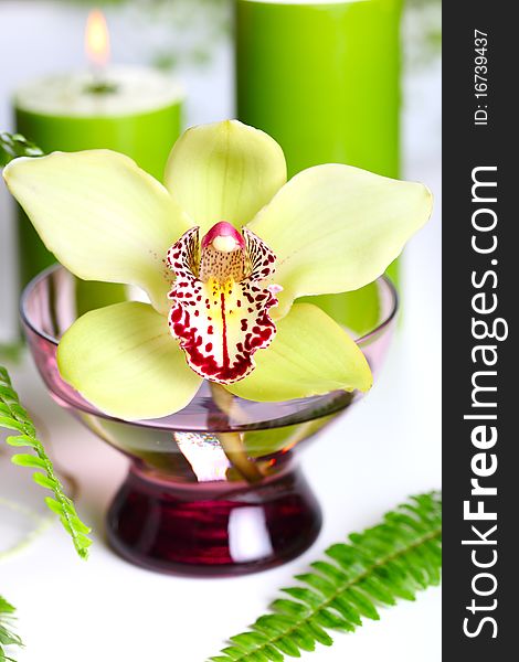 Beautiful orchid flower and candles on white background