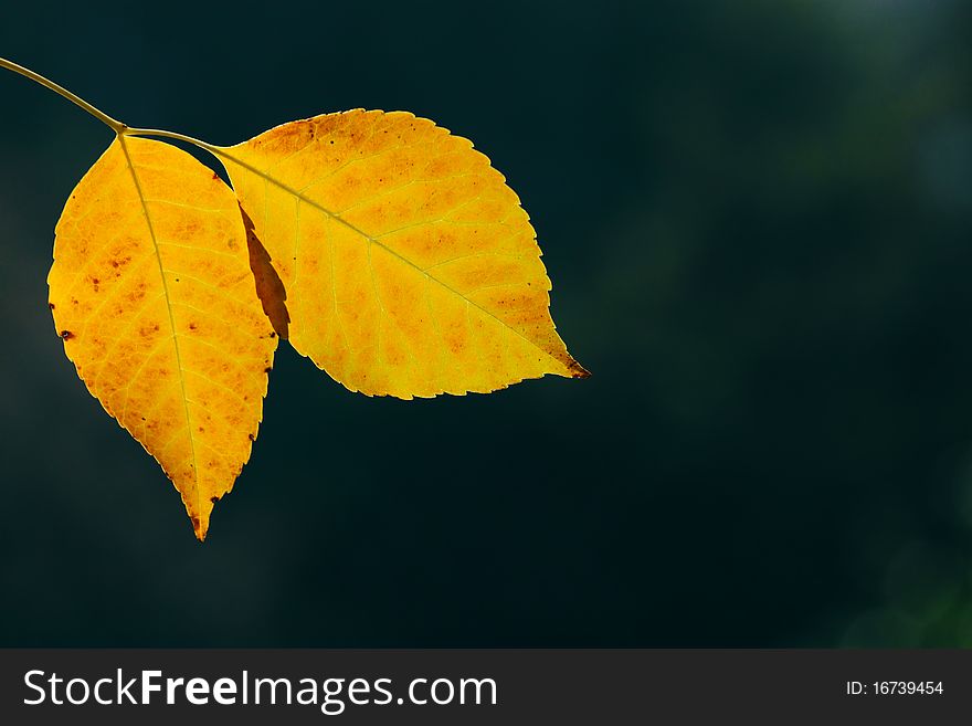 Autumn, colorful leaves in a city park