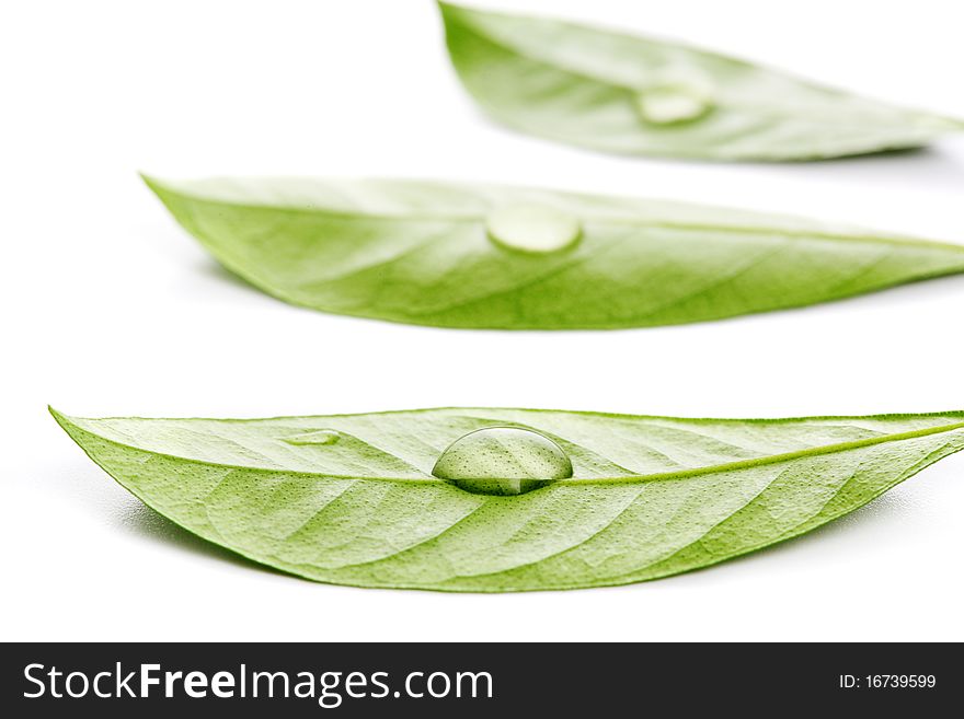 Fresh leaf with water drop on white isolated background