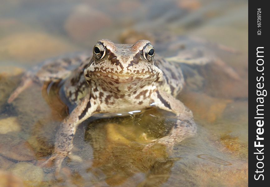 Horizontal ima e of big brown toad.Nature, animal
