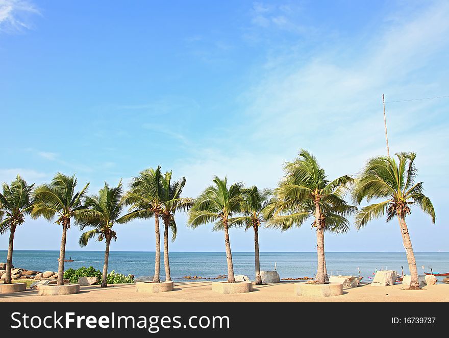Row of tropical coconut trees on the beach