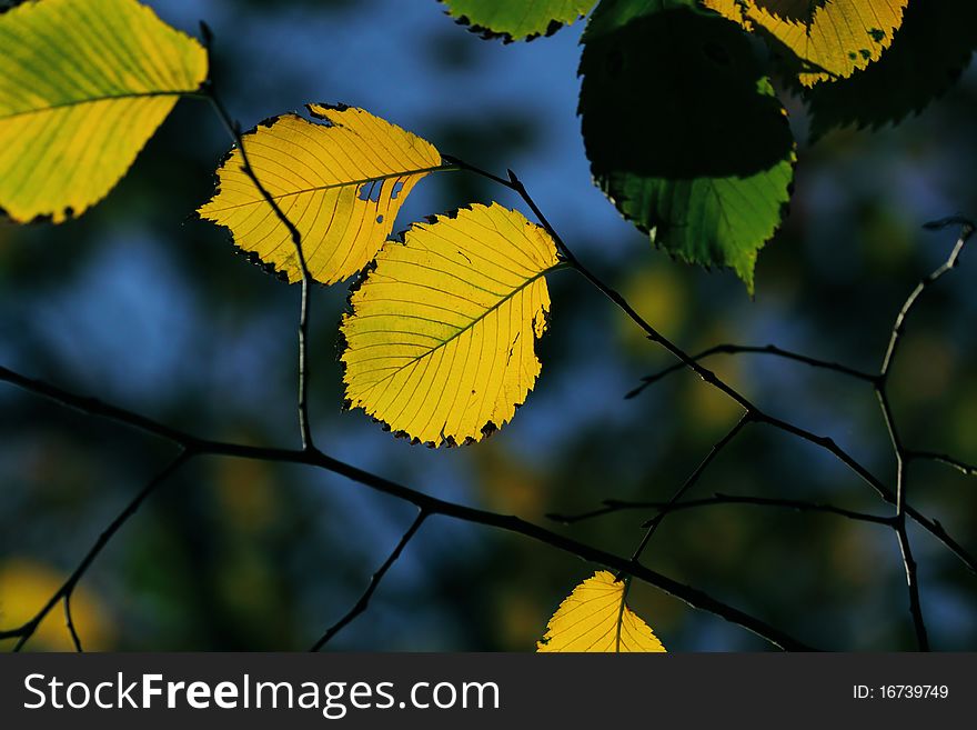 Autumn, colorful leaves in a city park