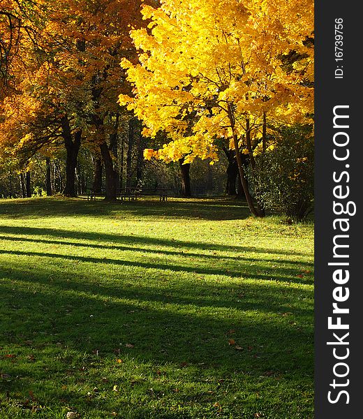 Fall colors adorn these trees in a park in Fairview, Oregon. Fall colors adorn these trees in a park in Fairview, Oregon.