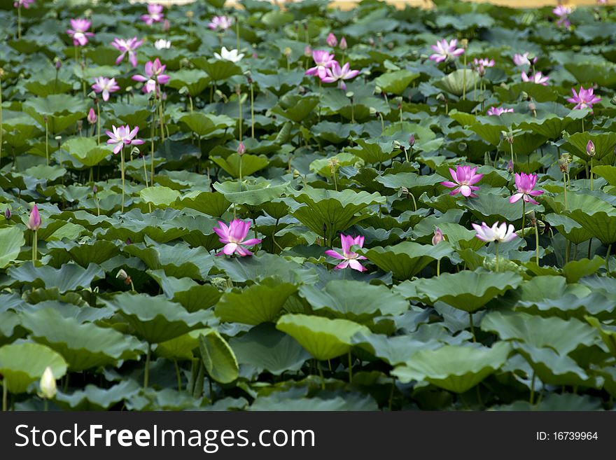 Lotus pool