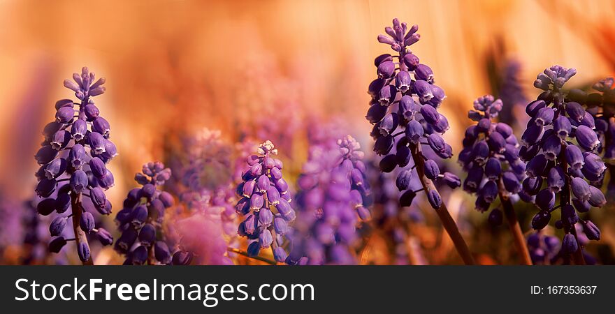 Blue Muskari. Magnificent blossoming against the background of a garden. Thickets of a mouse hyacinth. Bright spring scene.Banner long format