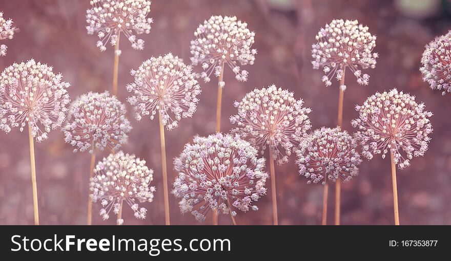 Close-up image of the summer flowering white bulbs of Allium stipitatum. An ornamental bulbous perennial plant - stock photo. Banner. Long format