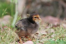 Cute Baby Chicken Stock Image Cute Baby Chicken Stock Image