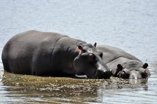 Hippos Stock Photo