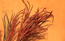 Free Colored Weed Stock Photo - 16742810