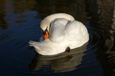 Mute Swan Royalty Free Stock Photography