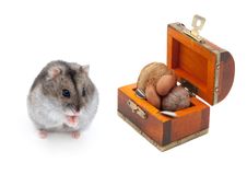 Dwarf Hamster Royalty Free Stock Photo