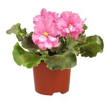 Saintpaulia Royalty Free Stock Image