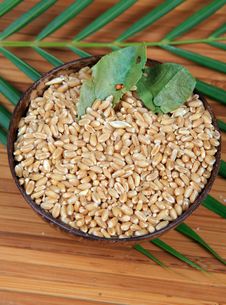 Hybrid Wheat Seeds Royalty Free Stock Image Hybrid Wheat Seeds Royalty Free Stock Image