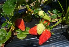 Strawberry Farm, South Australia Stock Photos