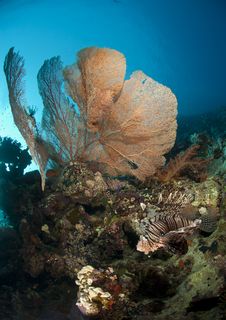 Giant Sea Fan With Tropical Common Lionfish. Royalty Free Stock Photography Giant Sea Fan With Tropical Common Lionfish. Royalty Free Stock Photography