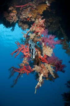 Vibrant Tropical Coral Reef Scene. Royalty Free Stock Image Vibrant Tropical Coral Reef Scene. Royalty Free Stock Image