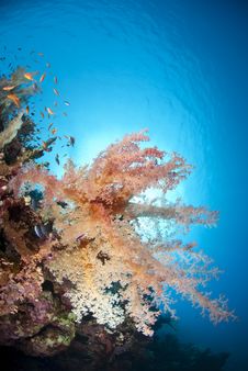 Colourful Tropical Soft Coral Reef Scene. Royalty Free Stock Photos Colourful Tropical Soft Coral Reef Scene. Royalty Free Stock Photos