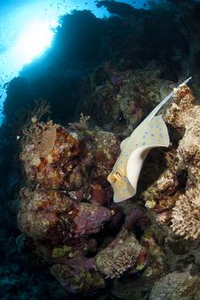 Bluespotted Stingray Swimming. Stock Photo Bluespotted Stingray Swimming. Stock Photo