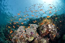 Colourful Tropical Coral Reef Scene. Royalty Free Stock Images Colourful Tropical Coral Reef Scene. Royalty Free Stock Images