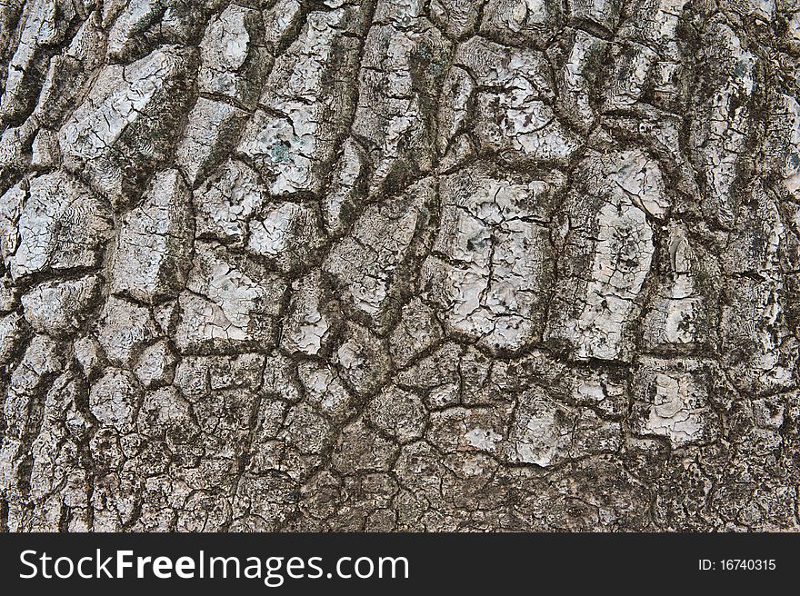 Image of Nolina recurvata bark texture from Mexico. Image of Nolina recurvata bark texture from Mexico
