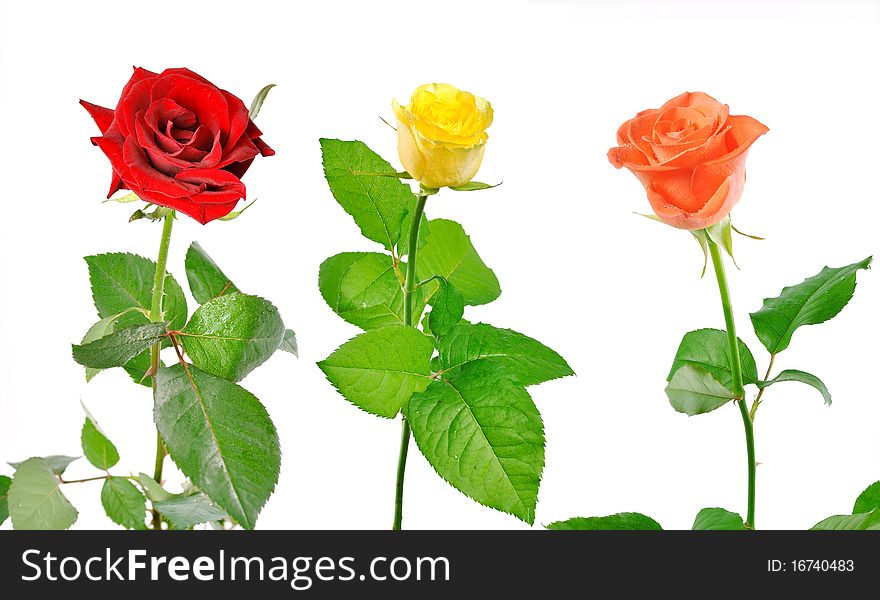 Three Roses With Green Leaves