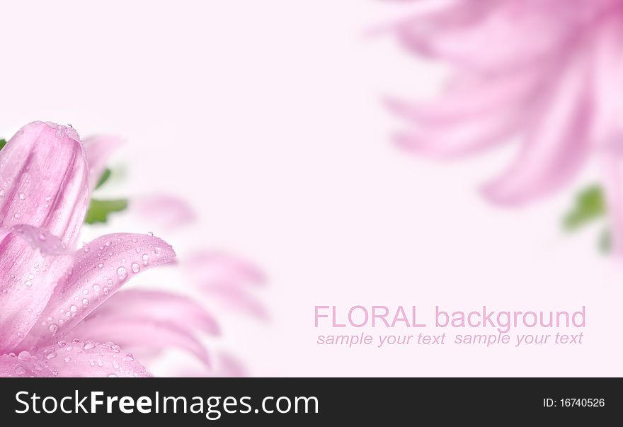 Chrysanthemum on a pink background Flower Card