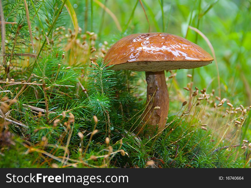 Large ripe Boletus mushroom in a grass