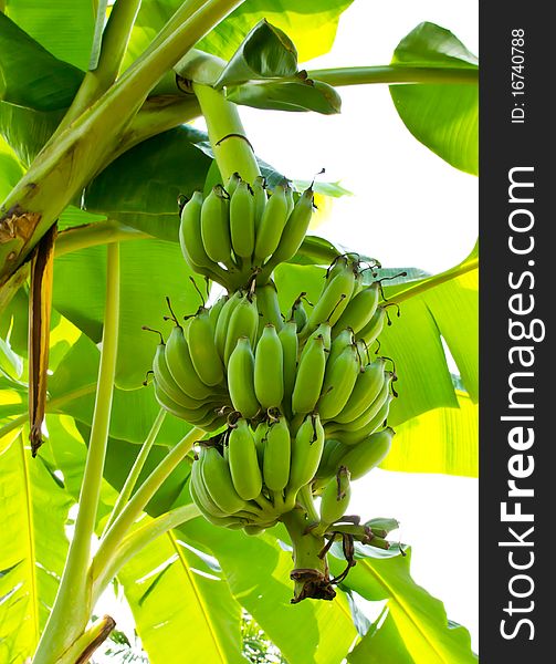 Green banana unripe on tree