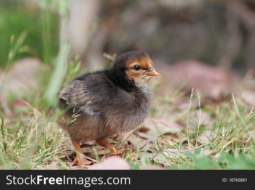 Cute Baby Chicken