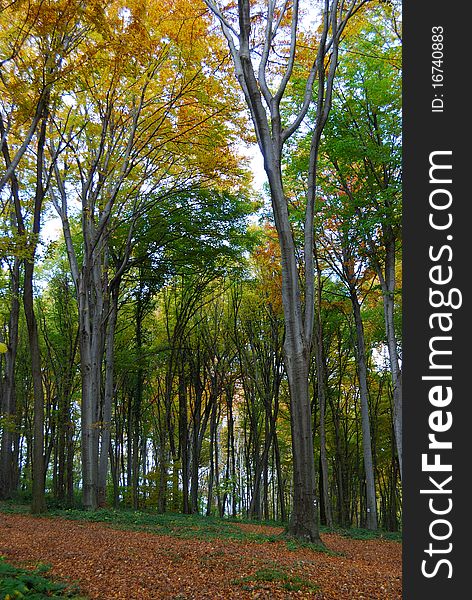 Forest path through a autumn colored trees. Forest path through a autumn colored trees