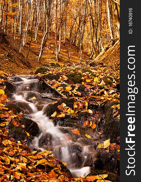 A small brook making its way through the forest floor seen in autumn colors. A small brook making its way through the forest floor seen in autumn colors