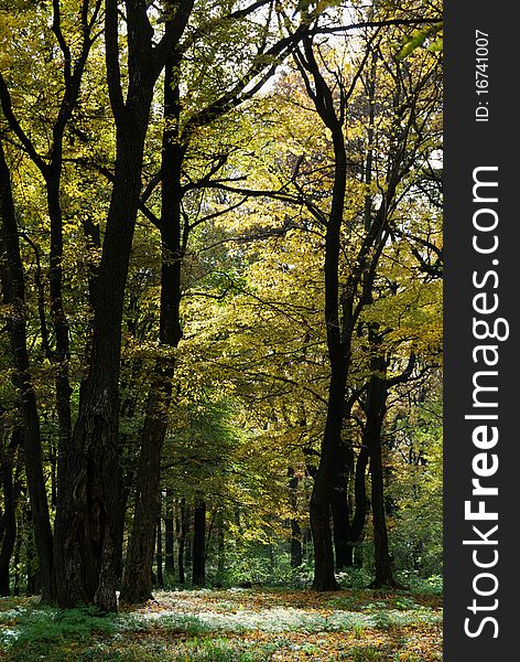 Small forest path through a autumn colored trees. Small forest path through a autumn colored trees