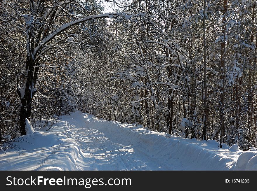 Tire tread in winter wood