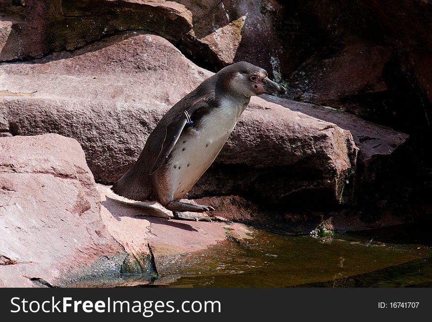 Penguin on his way to the water