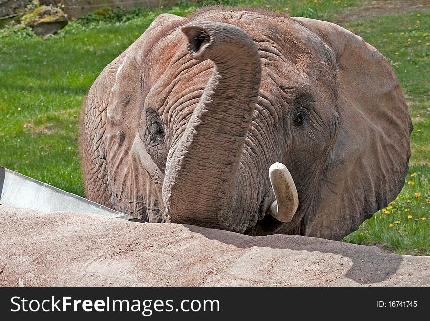 An Elephant