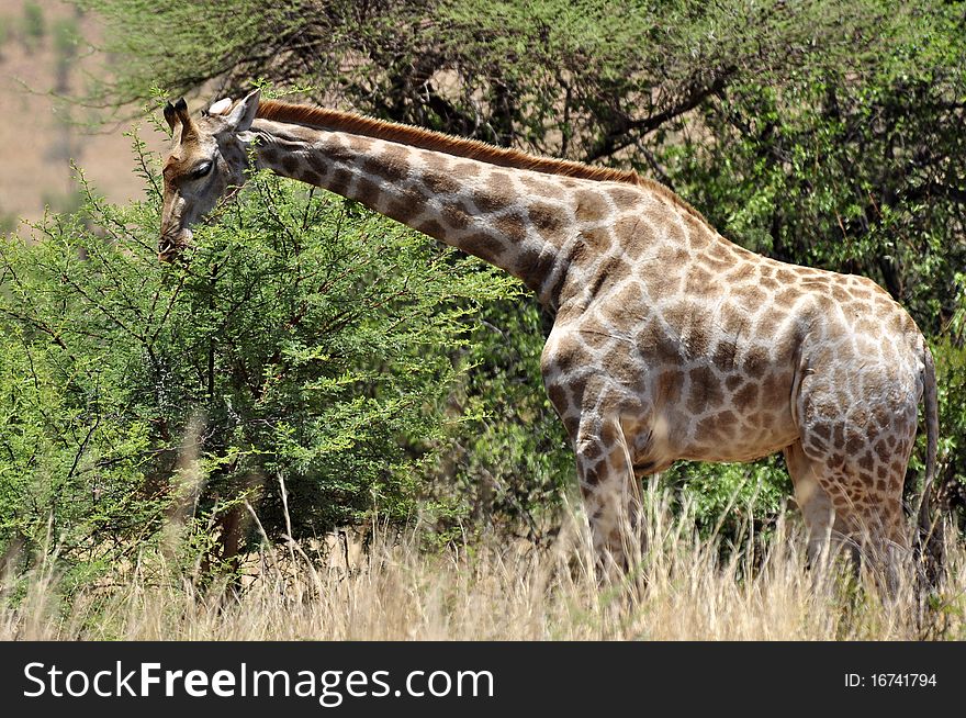 A Giraffe photographed in the African wilderness.