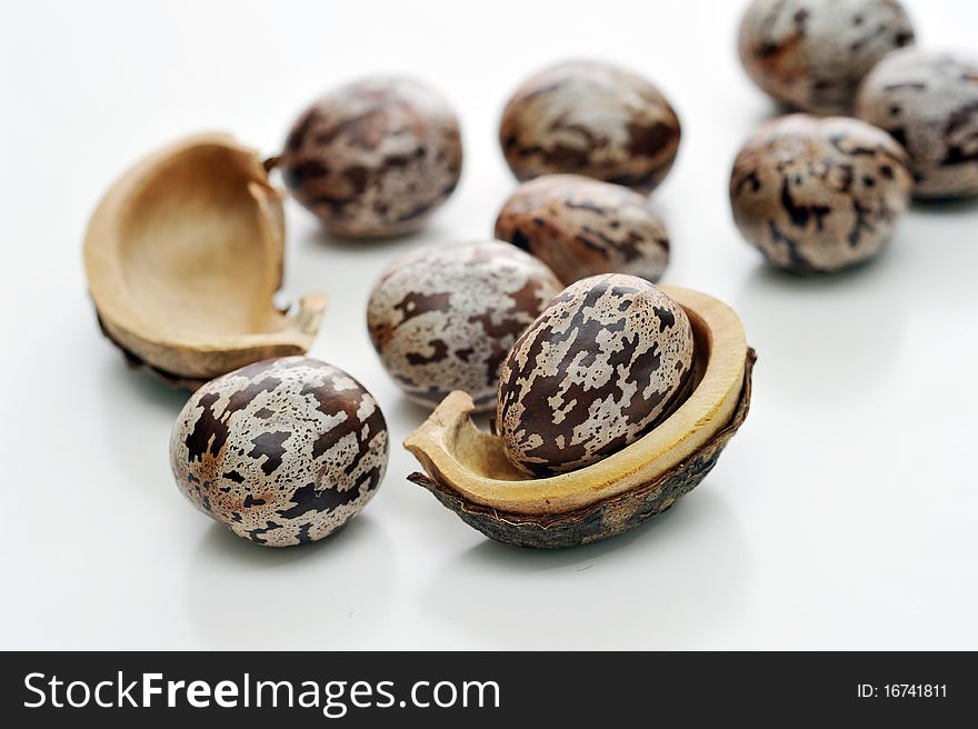 Close up of rubber seeds and shell.