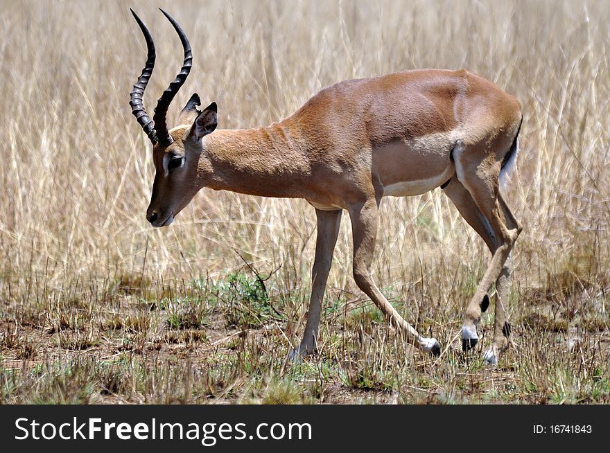 An Impala ram, photographed in the African wilderness.