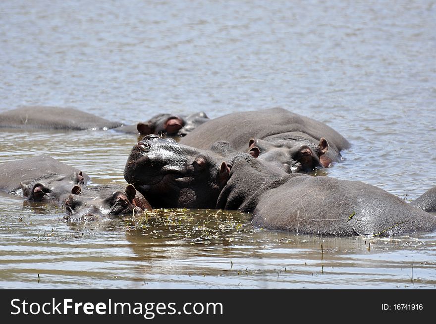 Hippos relaxing in a dam, South Africa.