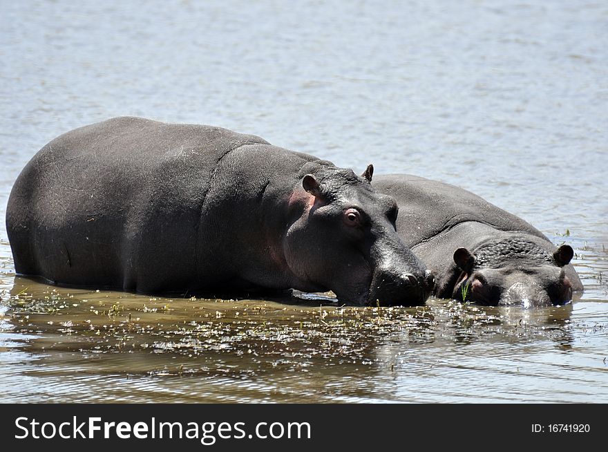 Hippos relaxing in a dam, South Africa.