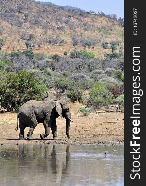 An African Elephant next to a dam in the African wilderness. An African Elephant next to a dam in the African wilderness.