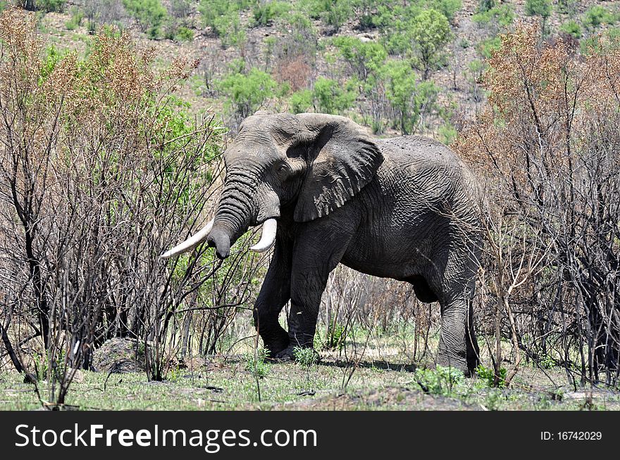 An African Elephant in the African wilderness. An African Elephant in the African wilderness.