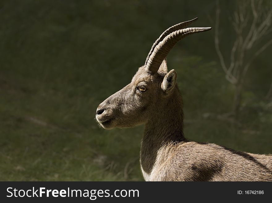 A portrait of capra ibex head