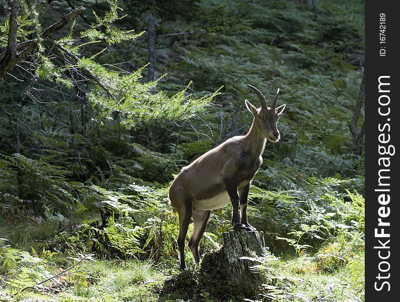 Capra Ibex in the forest