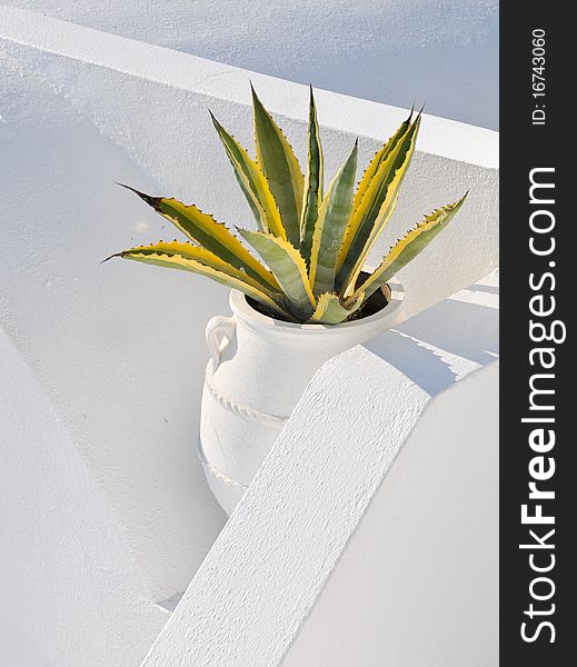 Cactus plant between white walls at Santorini Island, Greece.