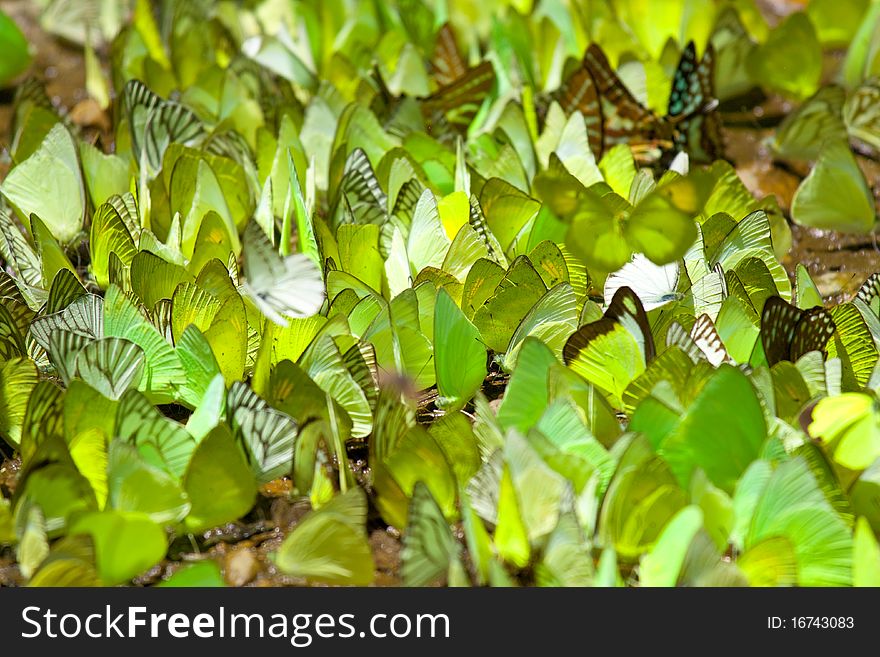 Crowded Colorful Butterfly