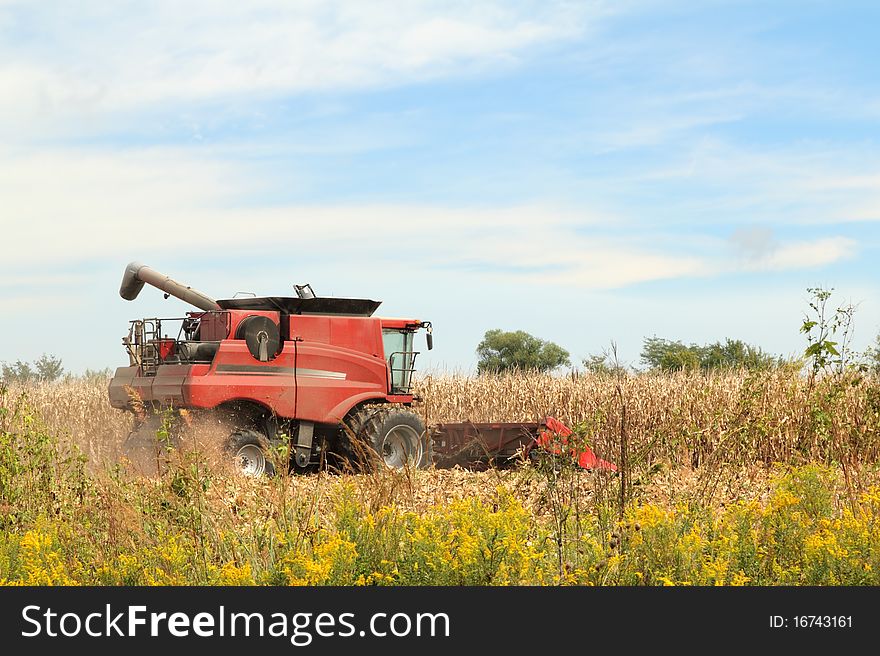 Harvesting Corn