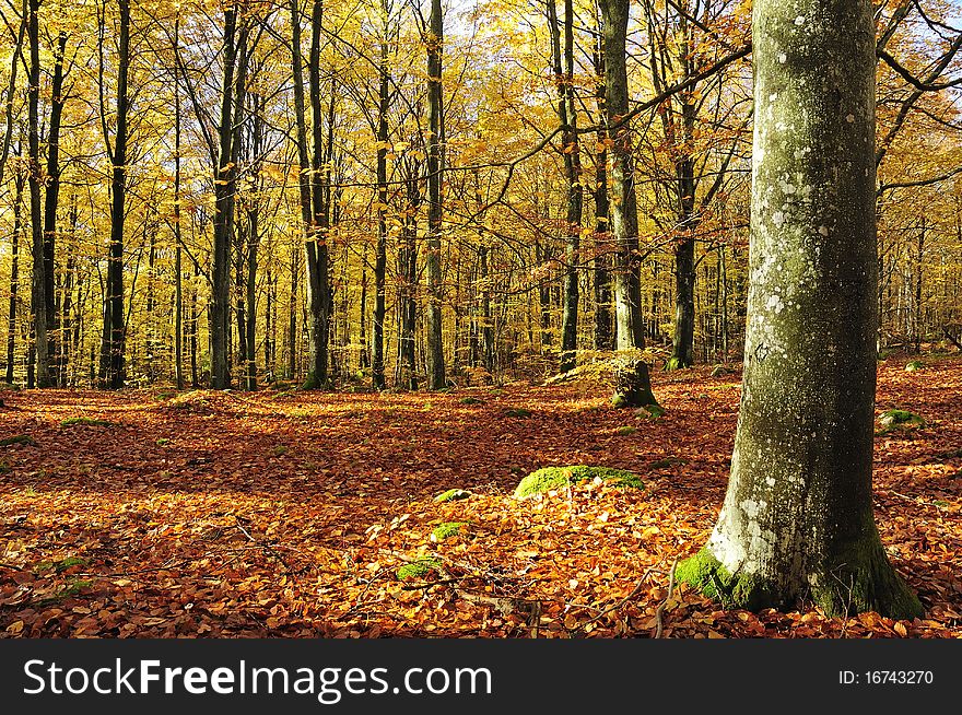 Autumn s beech forest