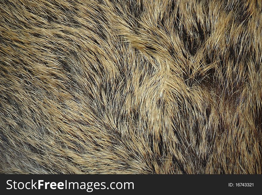 Wild boar close-up texture - full frame. Wild boar close-up texture - full frame