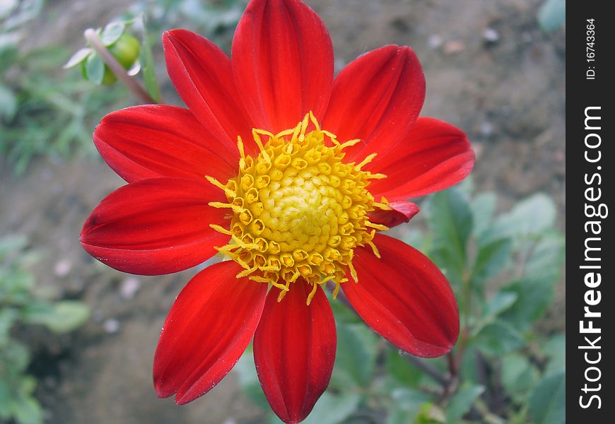 A kind plant of a Asteraceae. A kind plant of a Asteraceae